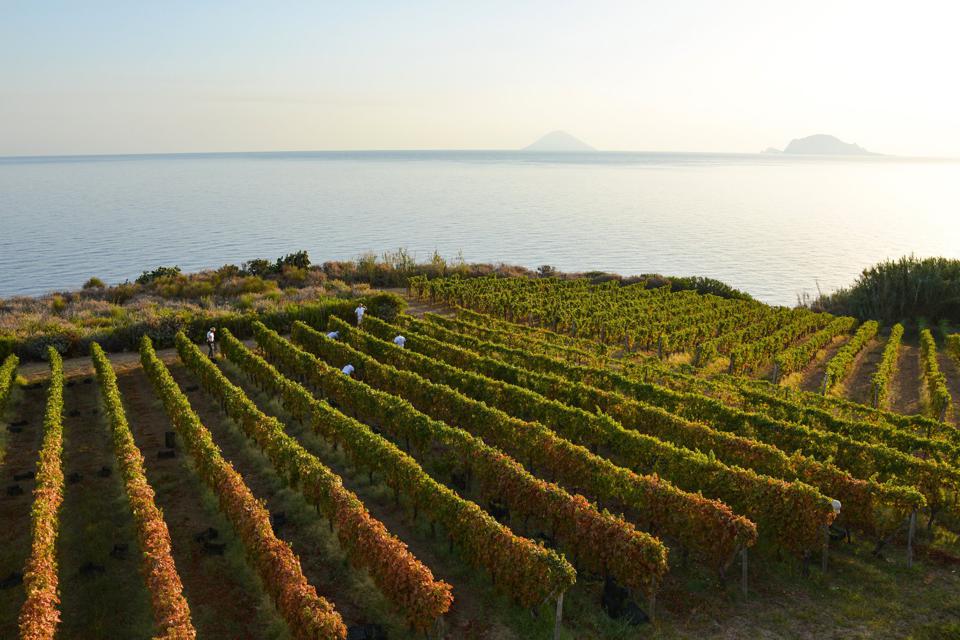 Sicilian Discovery