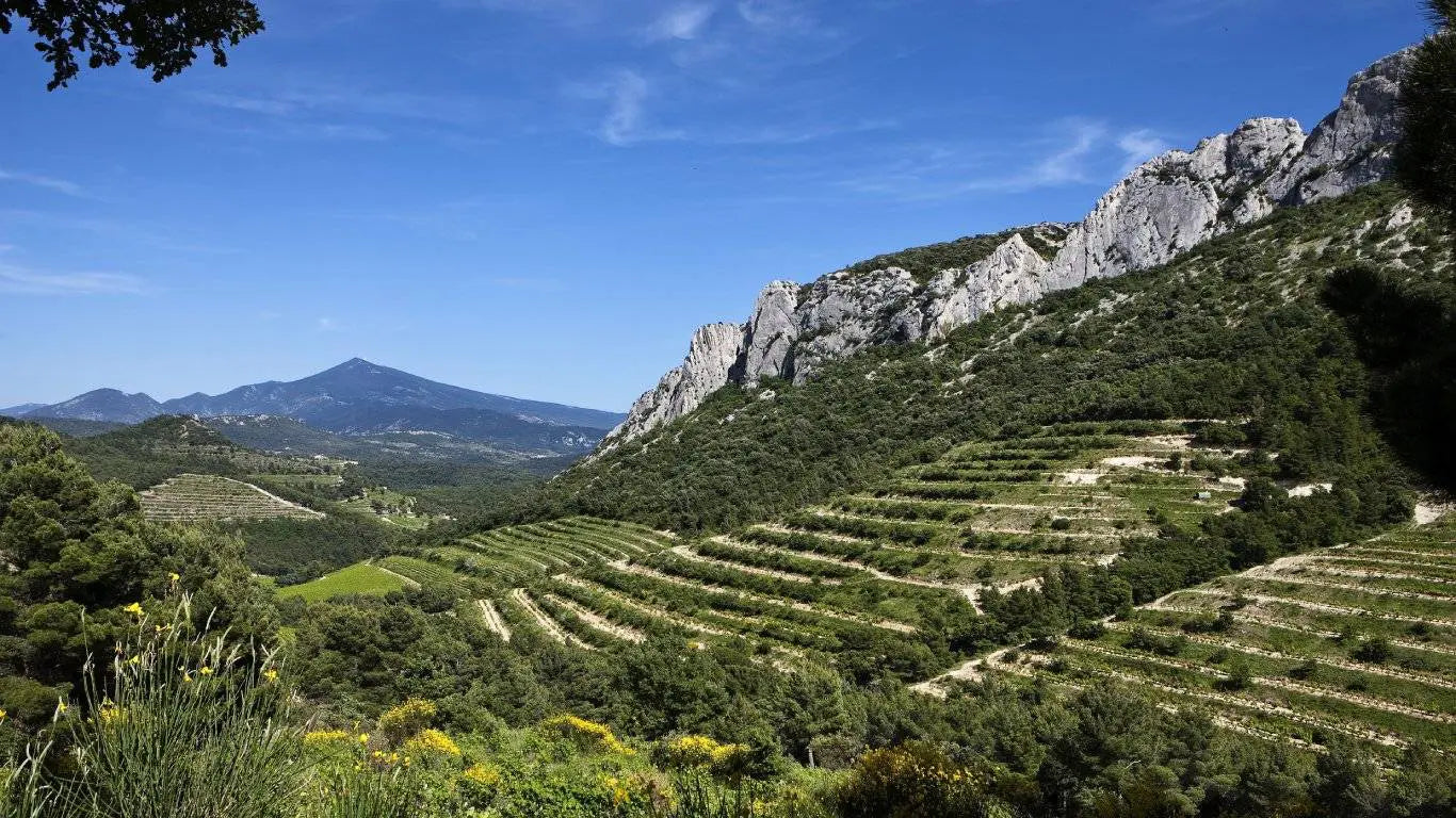 What is Côtes du Rhône?
